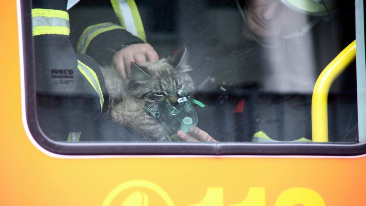 Mit einer Sauerstoffmaske beatmen Feuerwehrmänner eine gerettete Katze nach einem Brand in einer Wohnung im Hamburger Stadtteil Wandsbek.