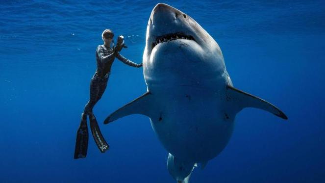 Es sind spektakuläre Bilder: Taucherin Ocean Ramsey schwimmt mit dem rund sechs Meter großen Hai-Weibchen.