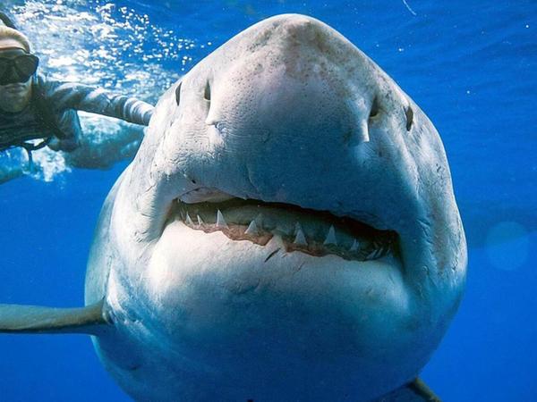 Da der Weiße Hai mit hoher Wahrscheinlichkeit trächtig war, sahen die Taucher keine Gefahr.
