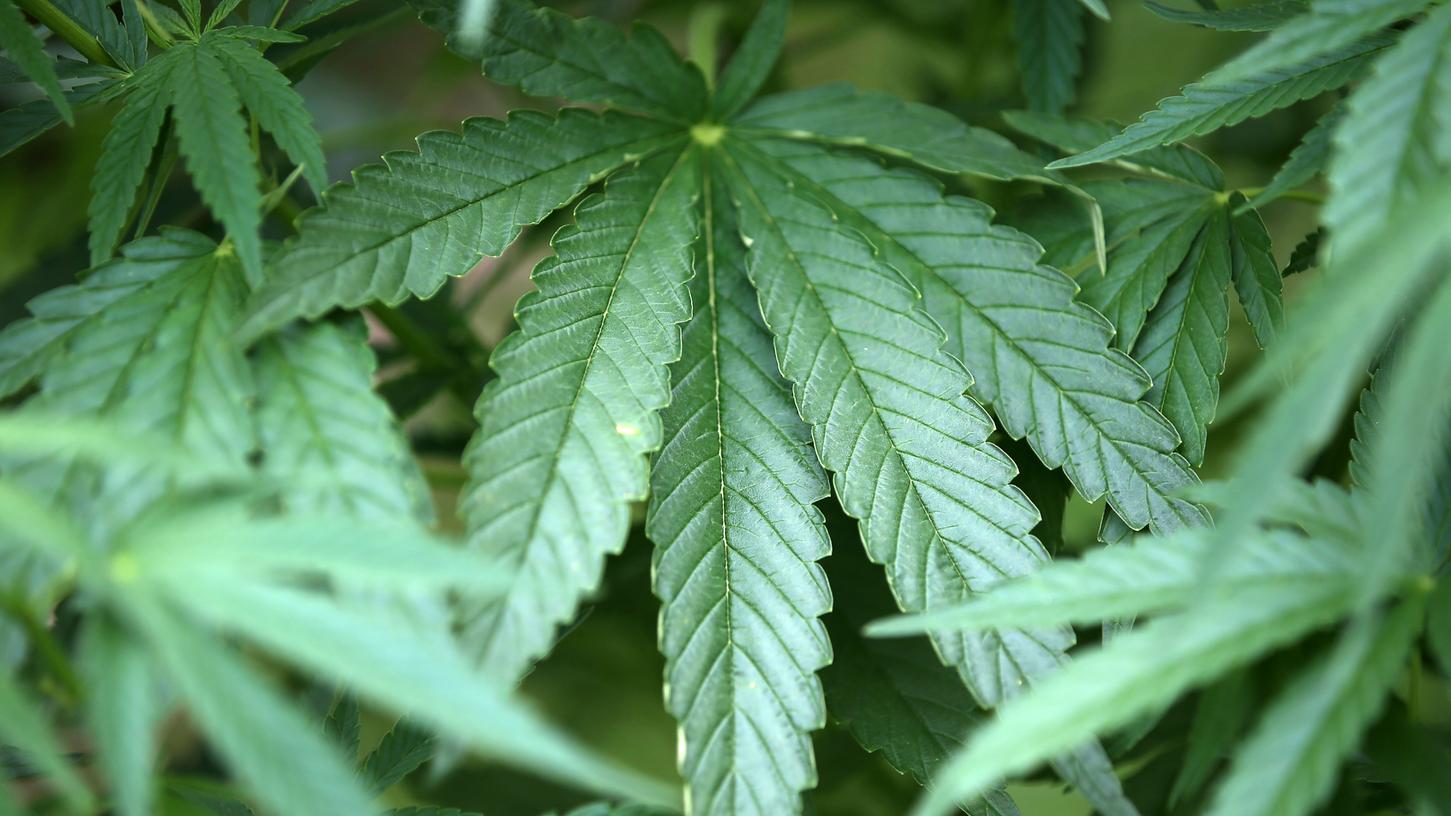 Freystadt: Cannabis-Plantage auf dem Balkon
