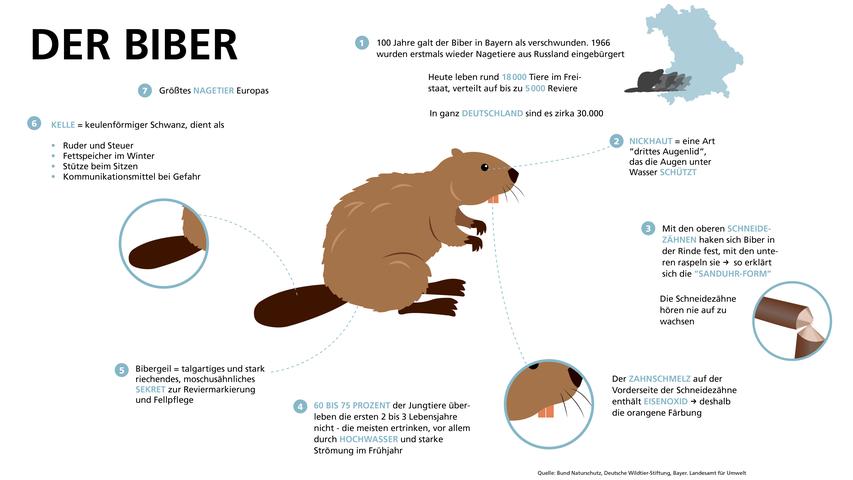 So haben Sie den Biber wahrscheinlich noch nicht gesehen: Unsere Infografik zeigt interessante Zahlen und Fakten rund um das Nagetier.