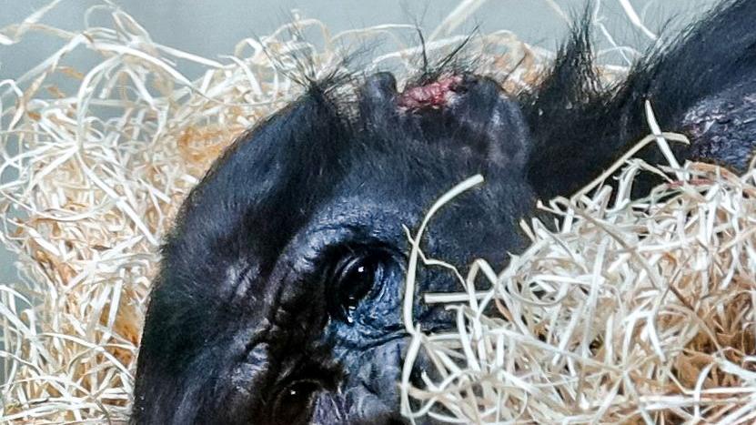 Die Attacken von Artgenossen auf den Bonobo-Affen Bili im Wuppertaler Zoo haben Mitleid und Empörung ausgelöst.