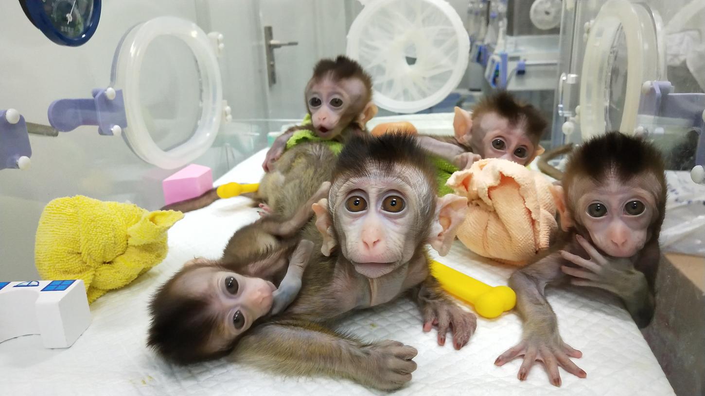 Chinesische Wissenschaftler haben erstmals mehrere Affen von einem genmanipulierten Makaken geklont.