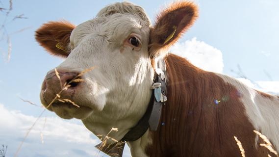 "Sinneserbe": In Bayern sollen Kühe gesetzlich verbrieft stinken und Kirchenglocken läuten dürfen