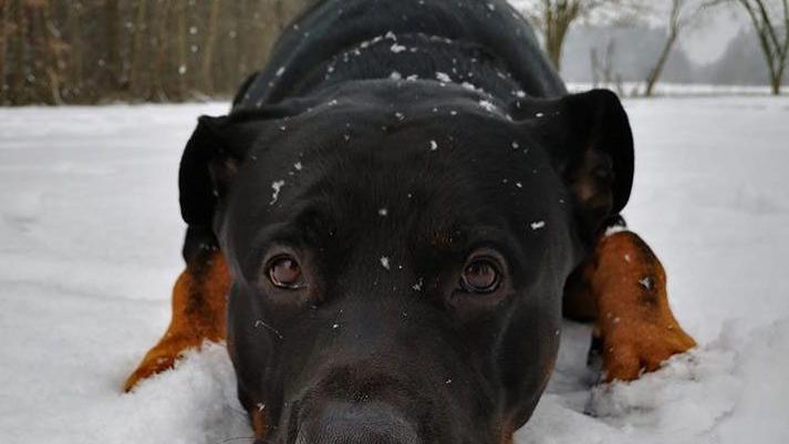 Winterfreuden auf vier Pfoten: Wenn Hunde im Schnee toben