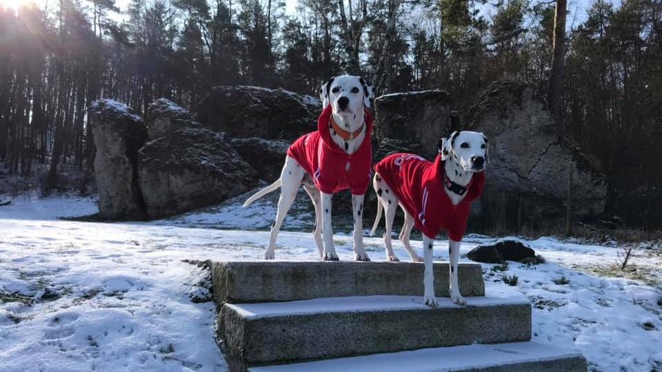 Vor allem sehr kälteempfindliche Hunde oder auch dünnhäutige bzw. dünnfellige Rassen profitieren von einer Bekleidung im Winter Vor allem sehr kälteempfindliche Hunde oder auch dünnhäutige bzw. dünnfellige Rassen profitieren von einer Bekleidung im Winter