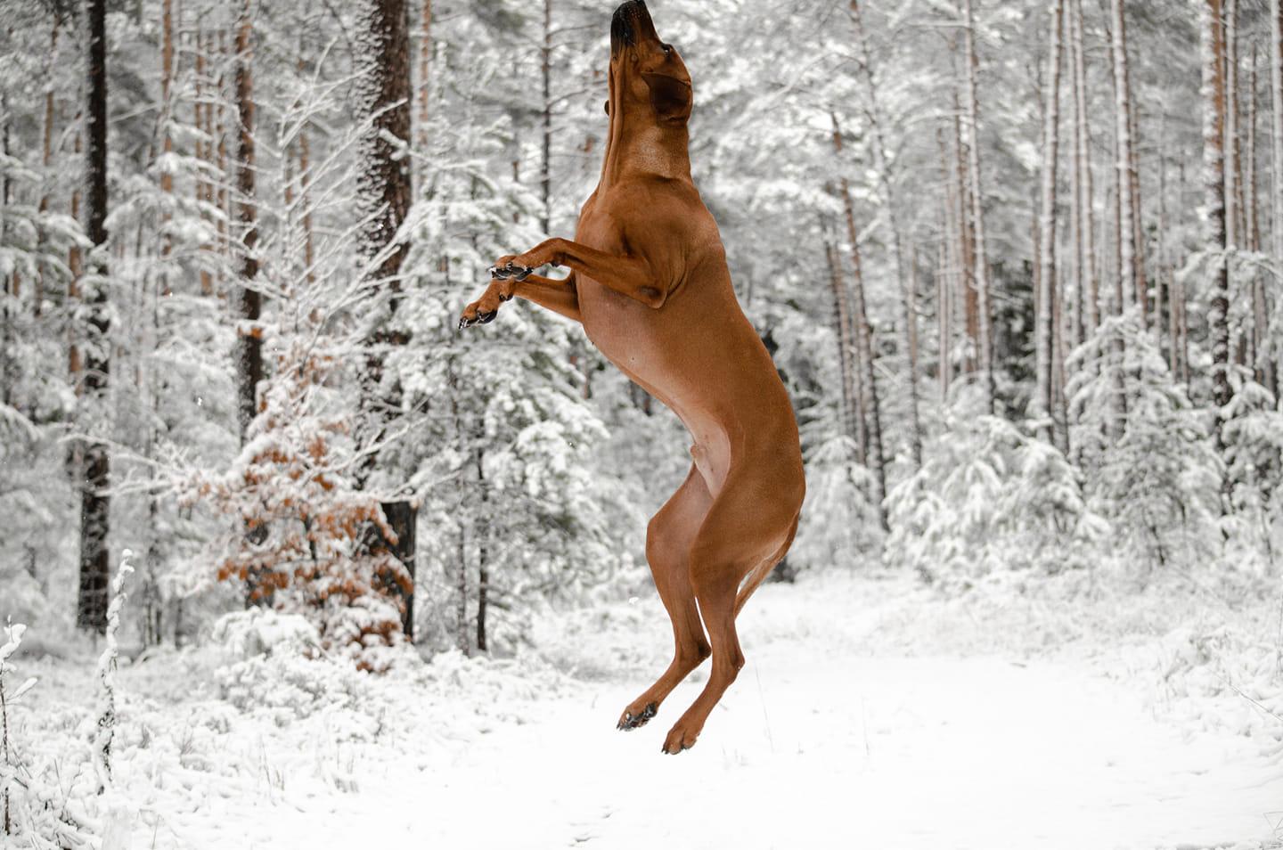 Winterfreuden auf vier Pfoten Wenn Hunde im Schnee toben Region