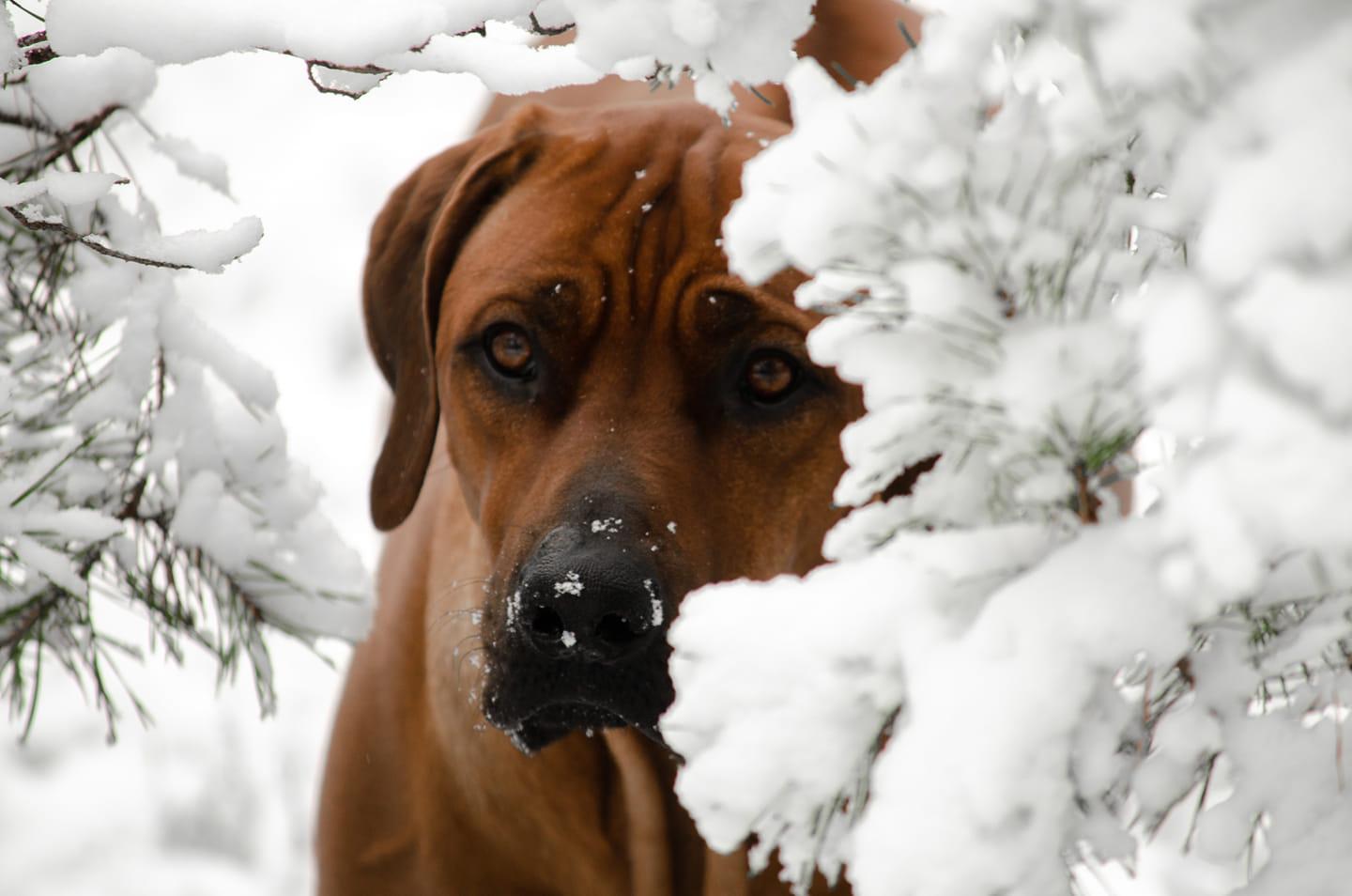 Winterfreuden auf vier Pfoten Wenn Hunde im Schnee toben Region