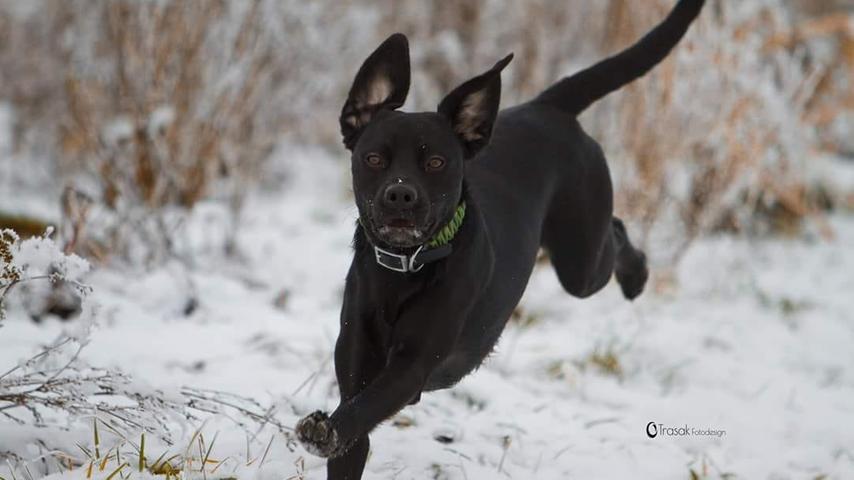 Winterfreuden auf vier Pfoten: Wenn Hunde im Schnee toben
