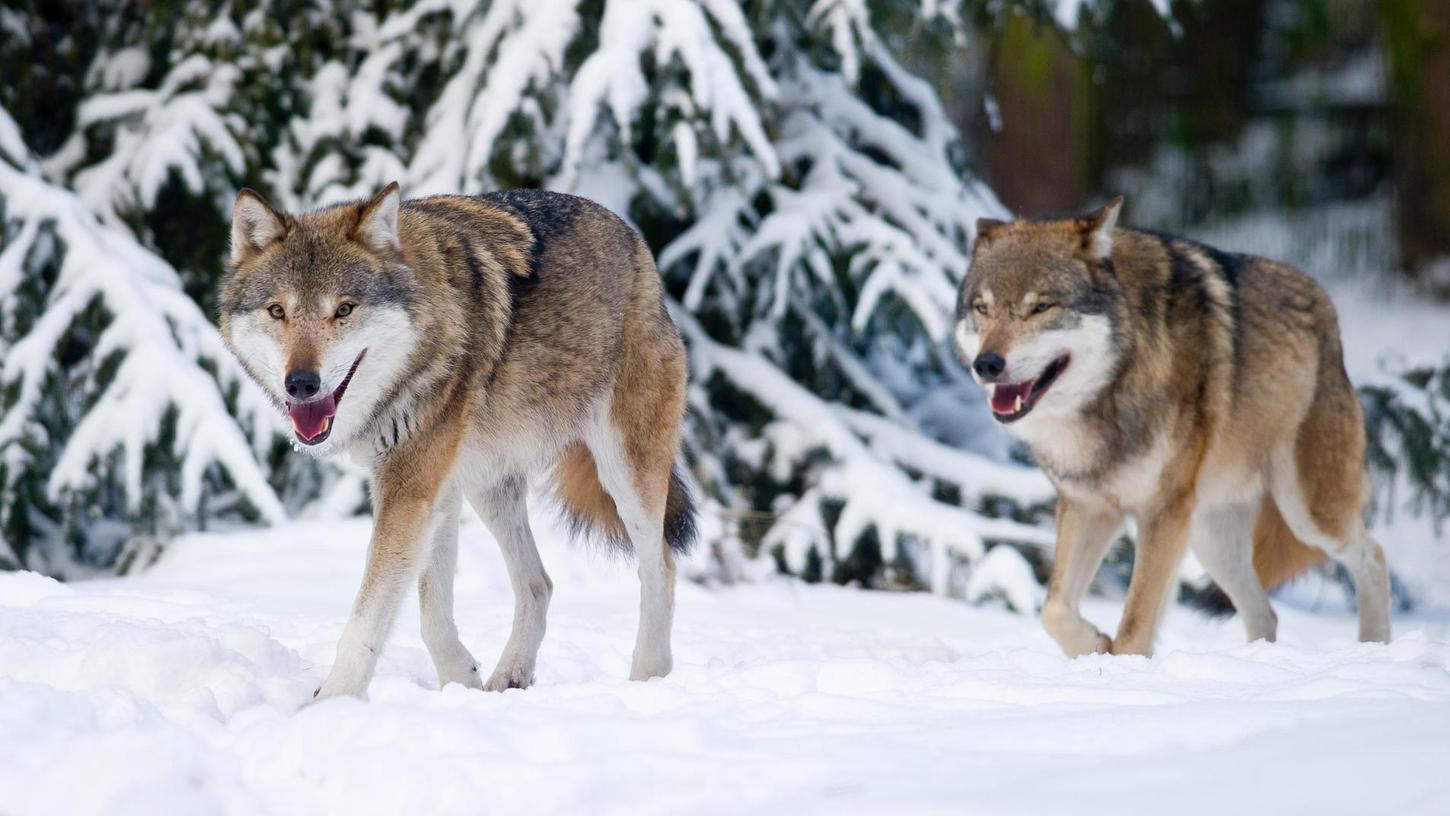 Oberpfälzer Tierhalter über Wölfe: 