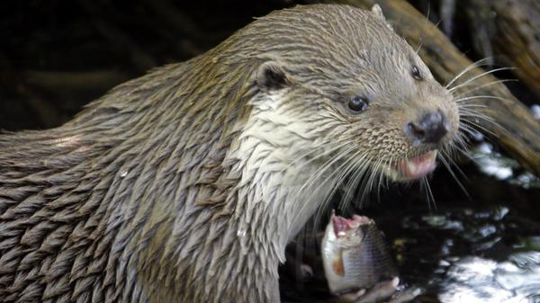 "Weltweite Verantwortung" übernimmt Deutschland laut dem Bundesamt für Naturschutz "für Arten, von denen ein hoher Anteil der Weltpopulation hier beheimatet ist. Dazu gehören zum Beispiel die Wildkatze, der Fischotter und die Gelbbauchunke." Immerhin: Der Bestand von Wildkatze, Fischotter (im Bild) oder Biber hat sich laut dem letzten Artenschutz-Report der Behörde etwas erholt. Die Deutsche Wildtier Stiftung führt beide aber noch in der Bedrohungsstufe 3 (von 4). So werde dem Fischotter, der früher wegen seines Pelzes gejagt wurde, heute häufig der Straßenverkehr zum Verhängnis.