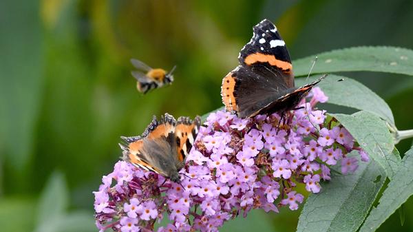 Viele Pflanzen und Tiere stehen in Deutschland auf roten Listen, sind also - mehr oder weniger - vom Aussterben bedroht. Laut dem letzten Artenschutz-Report (2015) des Bundesamts für Naturschutz waren 30 Prozent der Arten in ihrem Bestand gefährdet, sechs Prozent der erfassten Arten waren bereits ausgestorben oder verschollen. Nur 37 Prozent galten als ungefährdet.