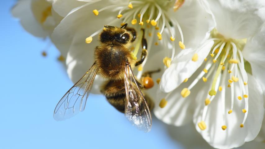 "Rettet die Bienen!": Darum ging es beim Volksbegehren 
