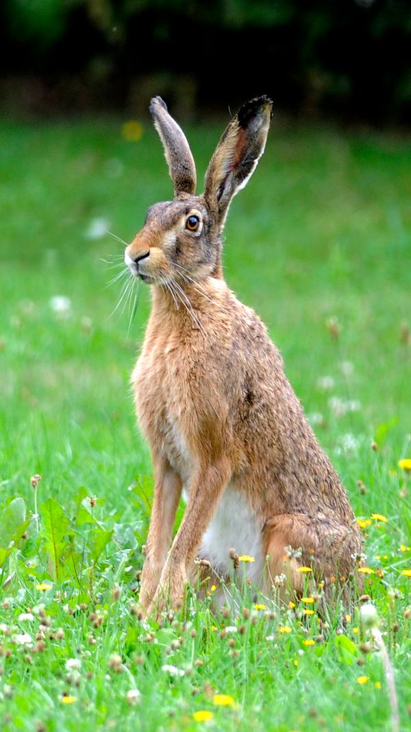 Viele Tiere, die früher häufig im ländlichen Raum zu sehen waren, sind selten geworden. Dazu gehören etwa das Rebhuhn oder die Feldmaus. Auch der Feldhase gilt laut Deutsche Wildtier Stiftung als bedroht: "Durch die Intensivierung in der Landwirtschaft verliert der Feldhase an Lebensraum und Nahrungsangebot. Neue Gewerbe- und Siedlungsgebiete, sowie das zunehmende Zerschneiden von Landschaften durch z.B. Straßenbau machen ihm das Leben zusätzlich schwer."