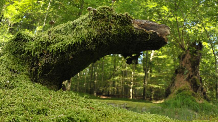 Förster sollen laut dem Text des Volksbegehrens die bereits bestehenden Gesetze beachten, "wobei im Staatswald das vorrangige Ziel zu verfolgen ist, die biologische Vielfalt des Waldes zu erhalten oder zu erreichen."
