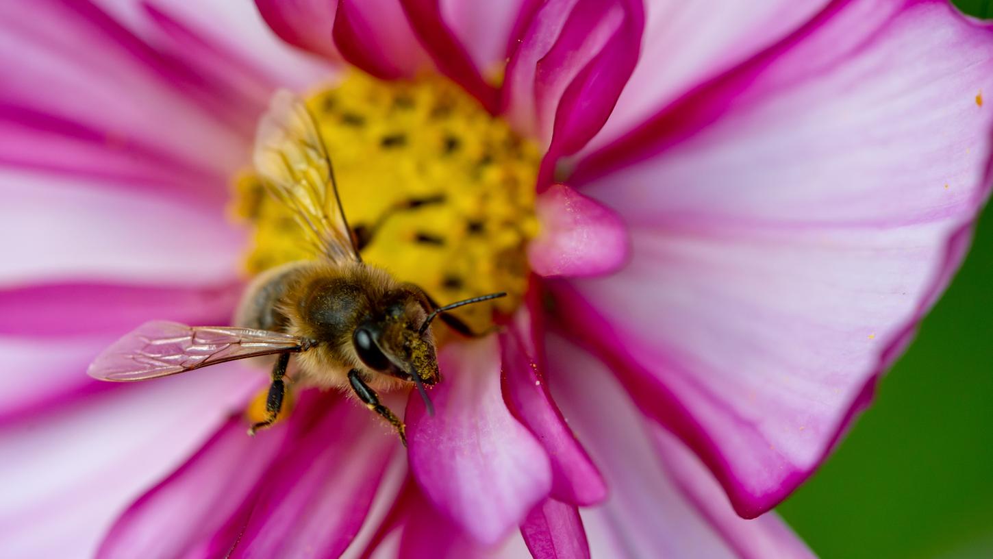 Beim Volksbegehren geht es nicht nur um die Bienen, sondern darum, die Artenvielfalt im Freistaat zu erhalten. Als Symbolfigur und unverzichtbarer Bestäuber veranschaulichen die Bienen aber gut, welche Verluste der Artenschwund bedeuten kann.
