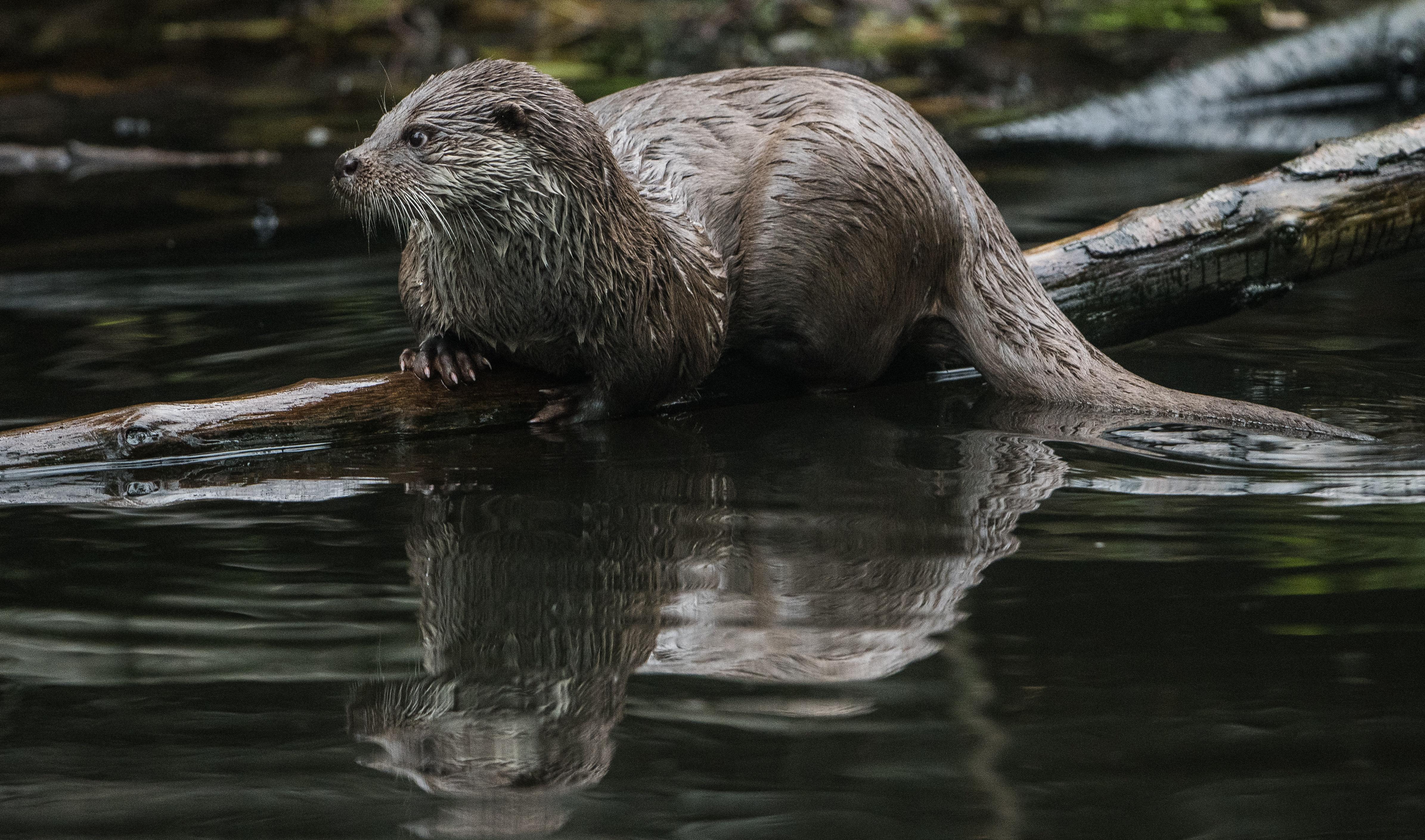 Zum Abschluss wird's nochmal niedlich: Jedes Jahr veranstaltet das "Aquarium of the Pacific" im kalifornischen Long Beach seine eigene Variante des Super Bowl. Doch statt in Ausrüstung aufeinanderprallende Männer spielen dort Otter den Champion aus. Wie die Regeln lauten? Keine Ahnung, aber dieses Video müssen Sie gesehen haben.
