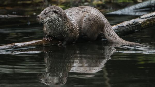 Zum Abschluss wird's nochmal niedlich: Jedes Jahr veranstaltet das "Aquarium of the Pacific" im kalifornischen Long Beach seine eigene Variante des Super Bowl. Doch statt in Ausrüstung aufeinanderprallende Männer spielen dort Otter den Champion aus. Wie die Regeln lauten? Keine Ahnung, aber dieses Video müssen Sie gesehen haben.