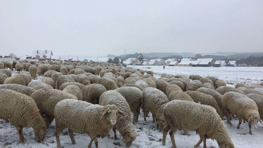 1000 Schafe und etwa 20 Ziegen sind es laut Angaben des Schäfers, mit denen er durch das Gebiet der Marktgemeinde Allersberg zieht. Bei Altenfelden, dort wo Autobahn und ICE das Tor zur weiten Welt sind, graste die Herde friedlich und die Tiere finden trotz Schnee genügend Futter.