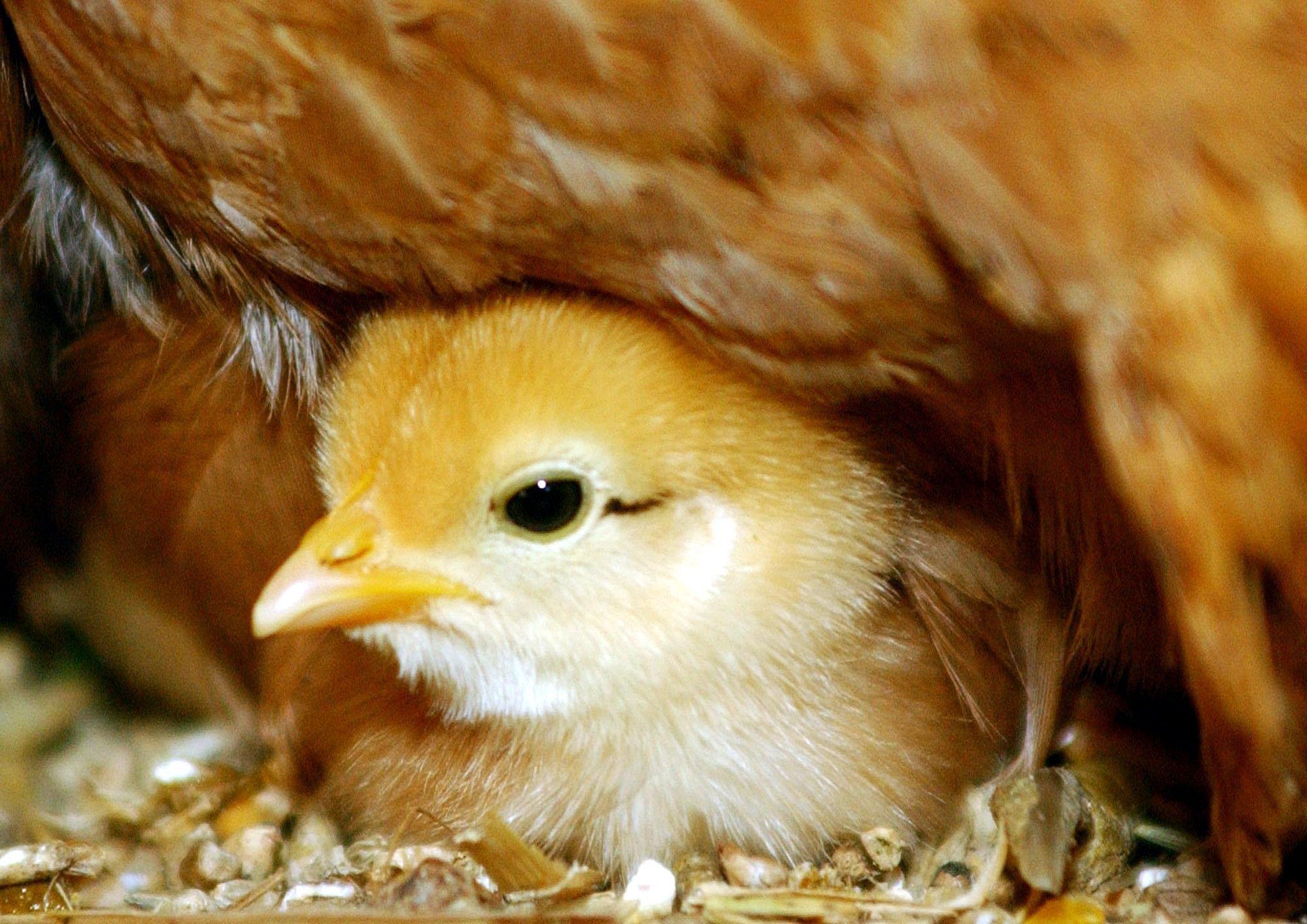 Jede Henne in Bayern legt im Schnitt 294 Eier im Jahr. 2017 produzierten rund vier Millionen Hennen 1,11 Milliarden Eier.