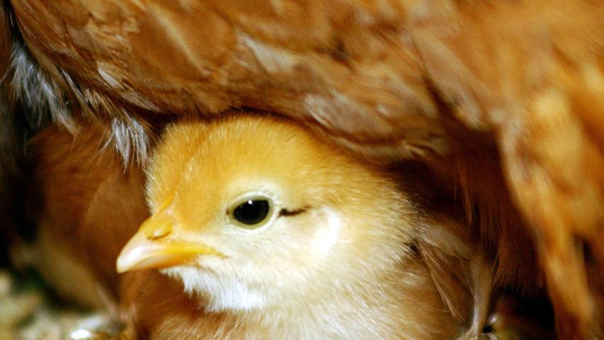 Jede Henne in Bayern legt im Schnitt 294 Eier im Jahr. 2017 produzierten rund vier Millionen Hennen 1,11 Milliarden Eier.