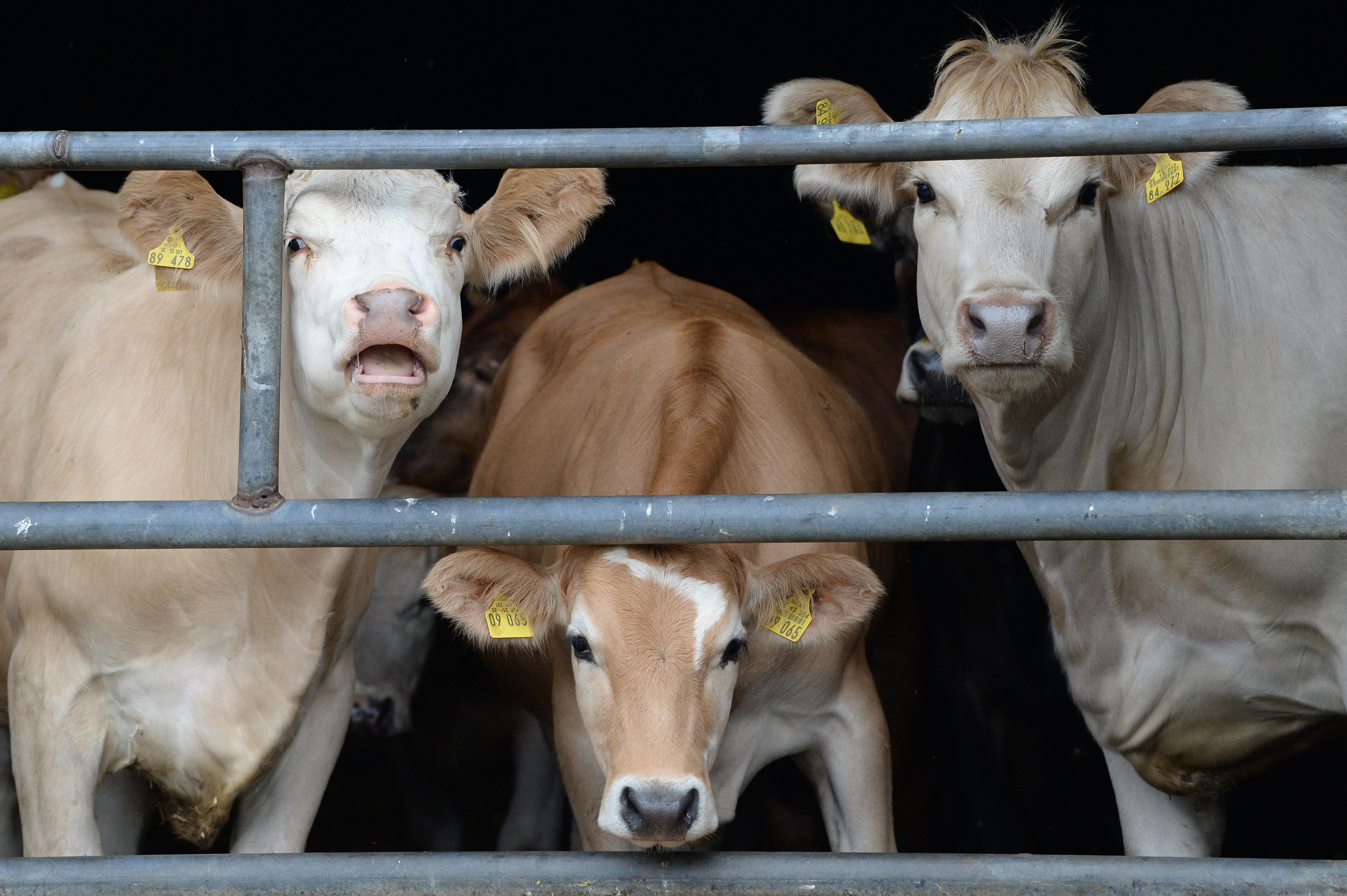 Es gibt immer weniger Rinder und Schweine in Bayern. 2016 wurden knapp 3,2 Millionen Rinder (2003 noch rund 3,8 Millionen) und 3,5 Millionen Schweine (2003 noch 3,7 Millionen) gezählt. Dafür steigt die Zahl der Hühner. 11,2 Millionen waren es 2016 – verglichen mit 9,3 Millionen im Jahr 2003.