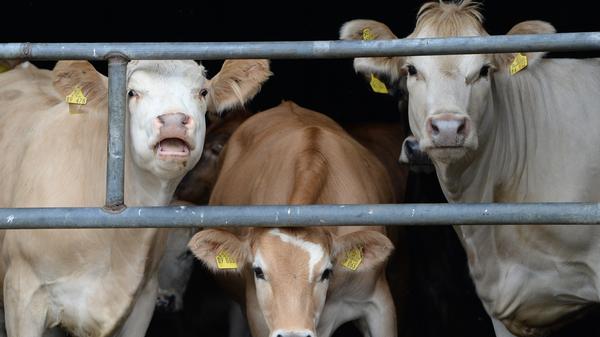 Es gibt immer weniger Rinder und Schweine in Bayern. 2016 wurden knapp 3,2 Millionen Rinder (2003 noch rund 3,8 Millionen) und 3,5 Millionen Schweine (2003 noch 3,7 Millionen) gezählt. Dafür steigt die Zahl der Hühner. 11,2 Millionen waren es 2016 – verglichen mit 9,3 Millionen im Jahr 2003.