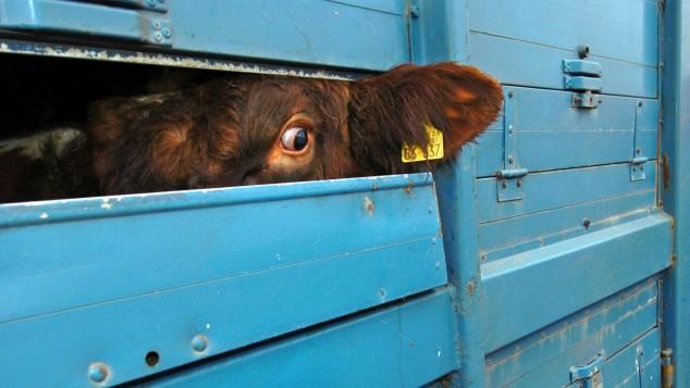 Bayerische Stadt verweigert Tiertransporte in ferne Länder