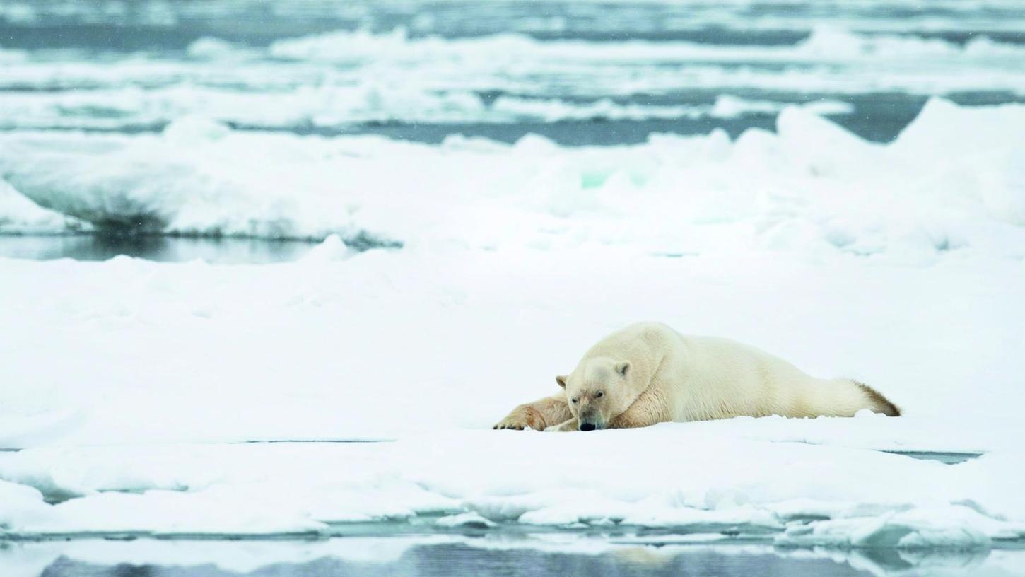 Schier unendliche Weiten aus Schnee und Eis. Ein einsamer Eisbär verschmilzt farblich fast mit dem eisigen Untergrund.