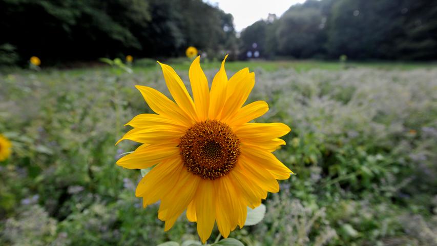 Sonnenblume vorm Freilandterrarium.