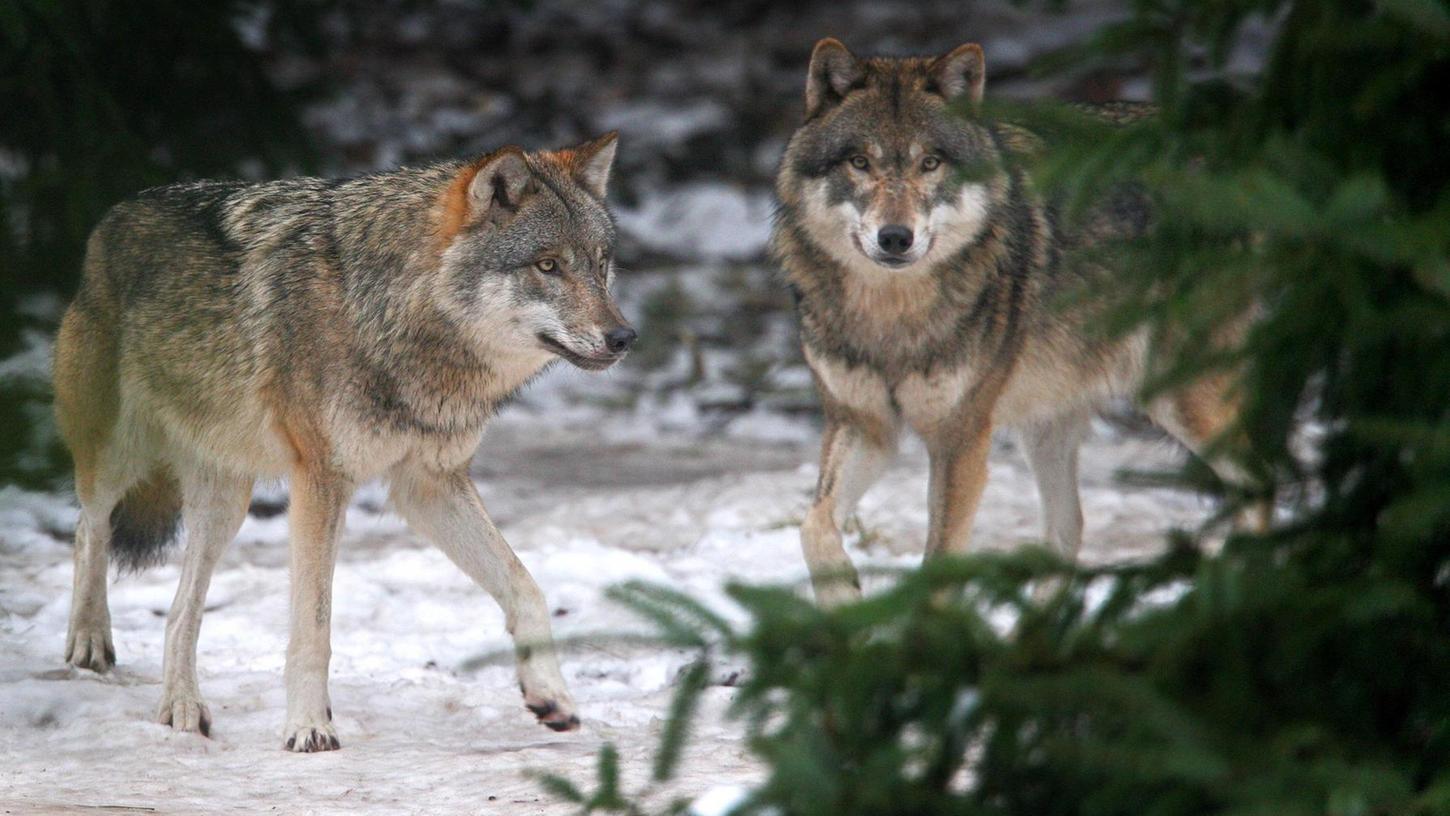 Reichswald: Was, wenn der Wolf auch nach Nürnberg kommt? 
