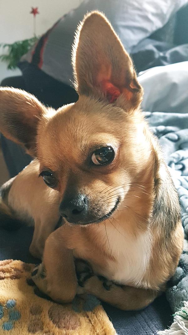 Eineinhalb Jahre ist Sammy alt. Und blickt wie ein Großer.