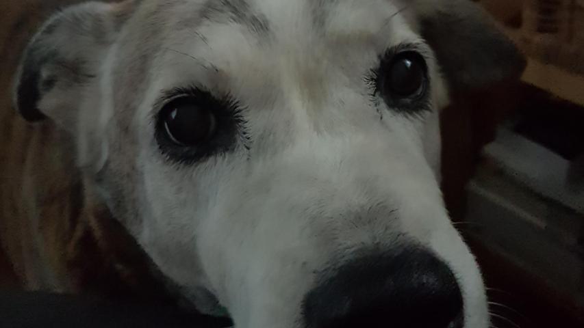 Sieht fast ein bisschen wie Kayal mit Wimperntusche aus - schöne Augen hat dieser Hund!