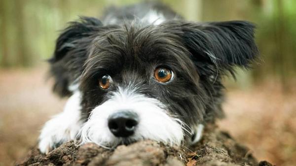 Wie ein Model posiert dieser Hund auf einem Baumstamm.