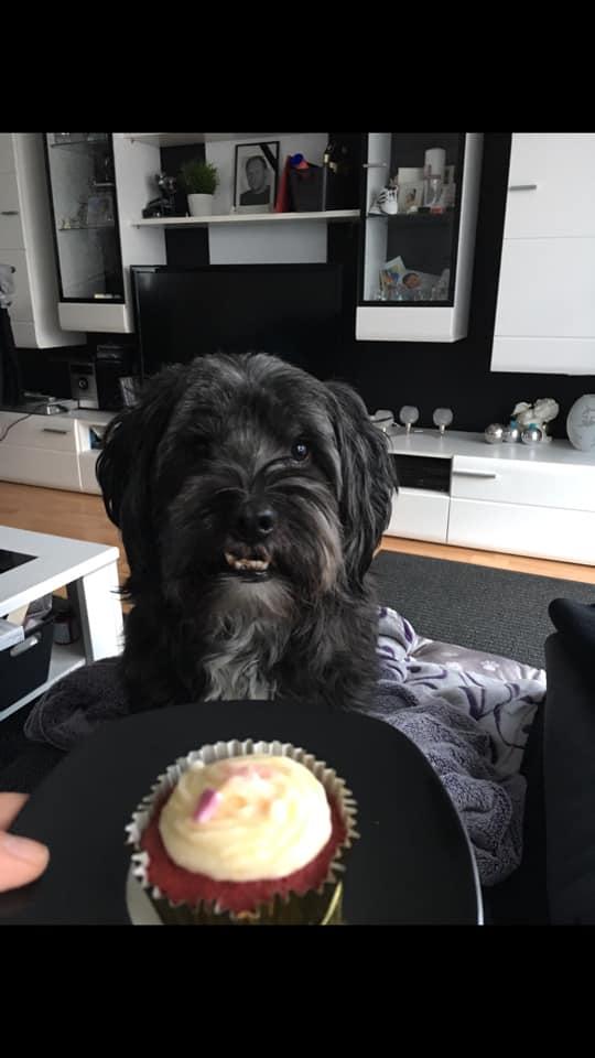 Für einen Cupcake setzt dieser Vierbeiner sein schönstes Lächeln auf.