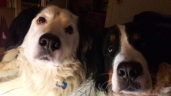 Bobby und Milow wissen, wie man Menschen ansehen muss.