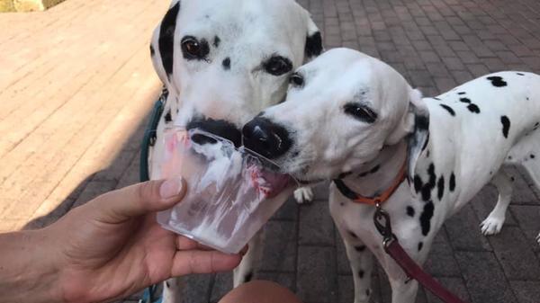 Sharing is caring. Das wissen auch diese beiden Dalmatiner-Freunde.