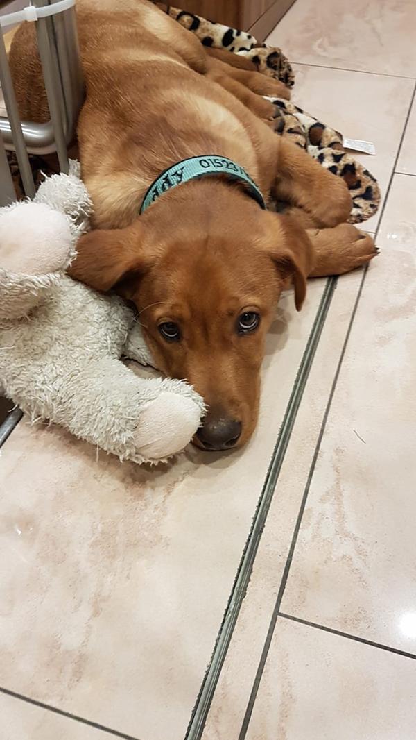 "Nicht ohne meinen Kuschelfreund!"