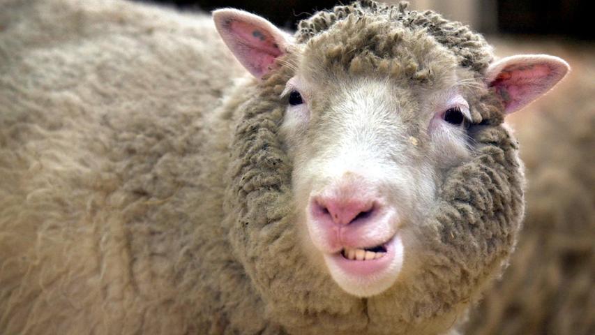 Dagegen ist dieser Spruch ja schon fast harmlos: "Du klingst, wie wenn ein Schaf an den Elektrozaun pinkelt."