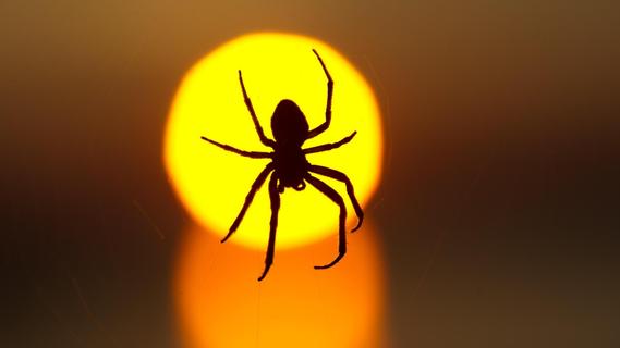 Sie kommen in Häuser: Spinnen verlieren Angst vor Licht