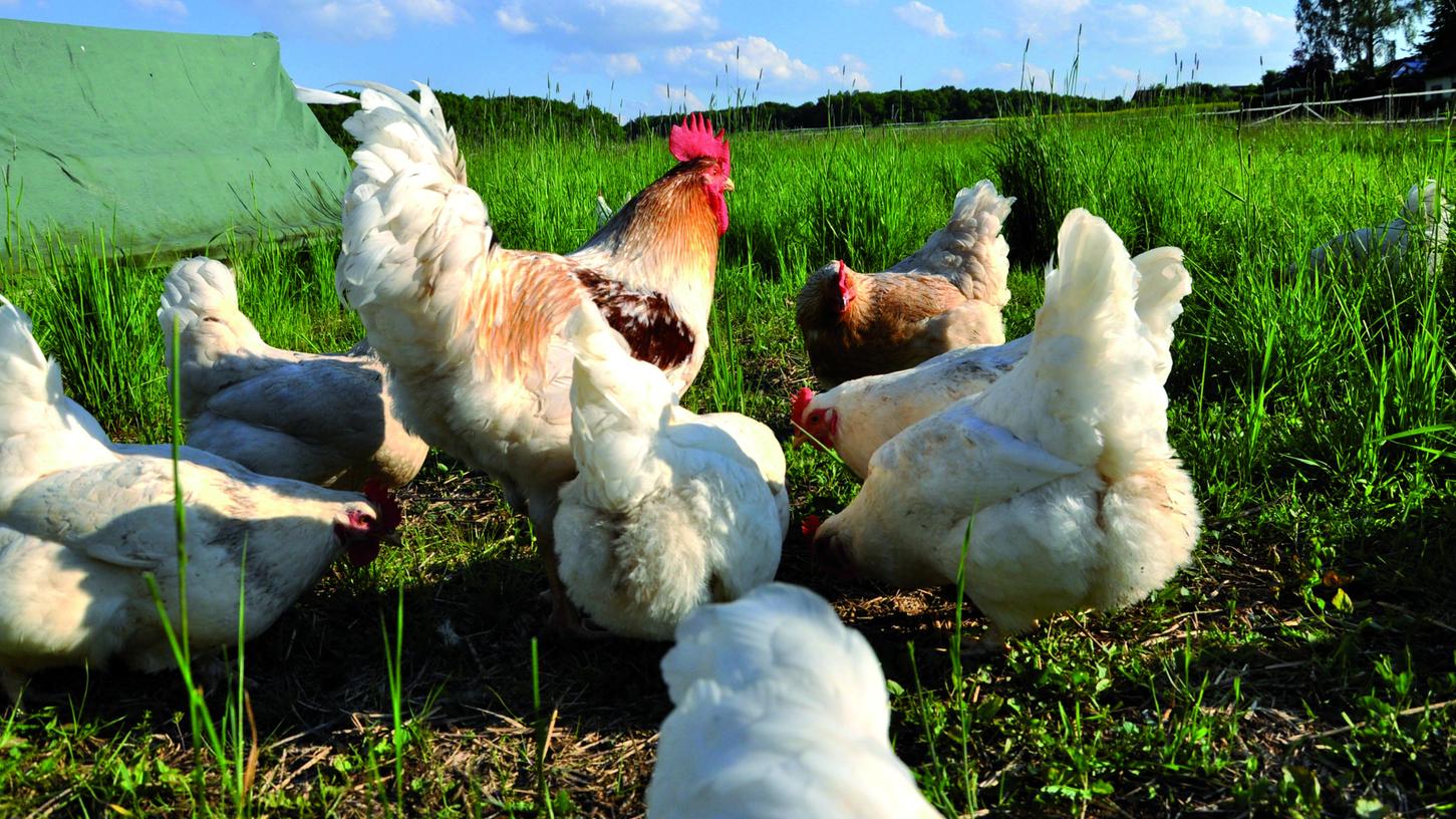 Auf dem Geflügelhof Schubert können die Hühner sich frei auf der Wiese bewegen und eine kleine Pause vom Eierlegen machen.