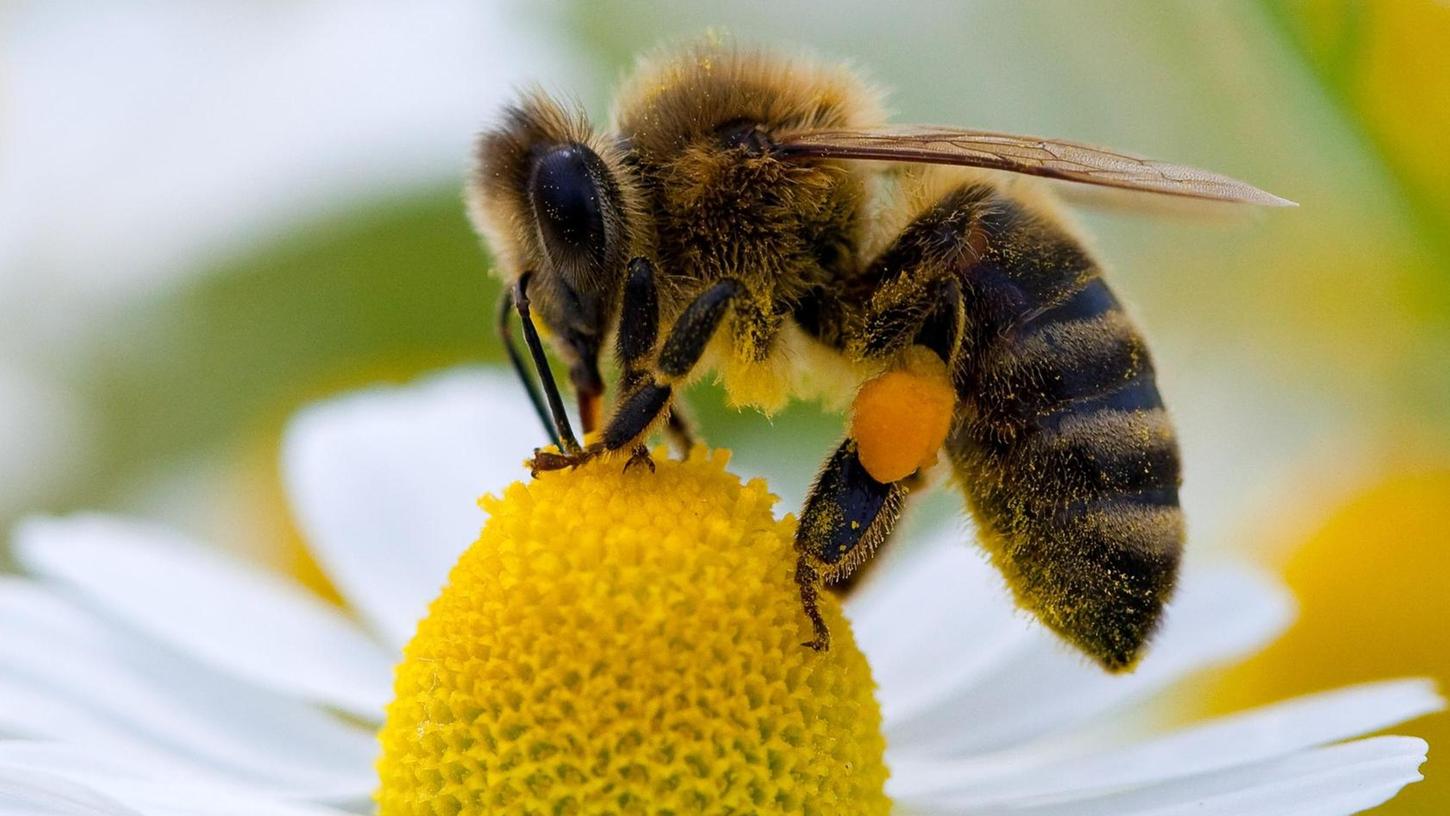Ziel: Optimale Bedingungen für Biene und Co.