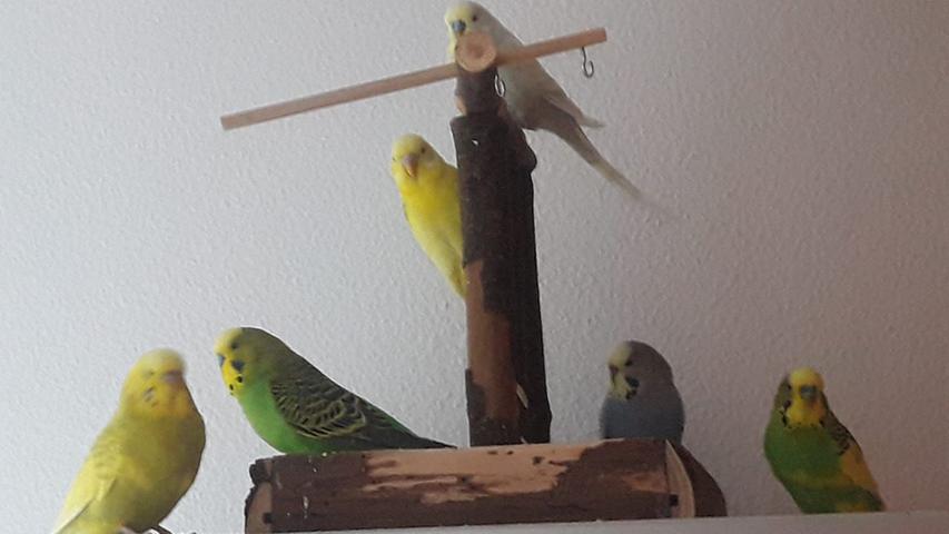Die kunterbunte Vogelparade von Userin Simone Zahn kann sich sehen lassen.