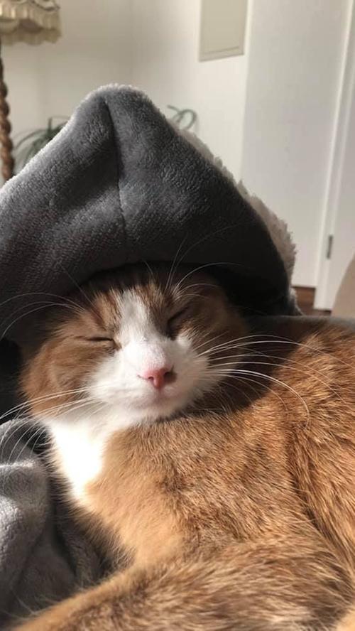Die Katze von Petrosilius Zwackelmann trägt gerne Kopfschmuck - auch beim Schlafen.