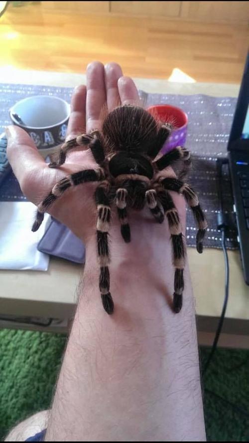 Die Spinne von Andre Saß zeigt ihre Zuneigung auf der Hand.