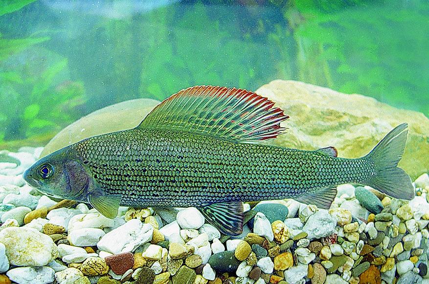 Die Fische Im Kreis Forchheim Kampfen Ums Uberleben Forchheim