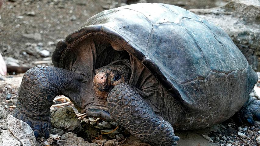 Dicker Panzer, weicher Kern: Seltene Galapagos-Schildkröte entdeckt