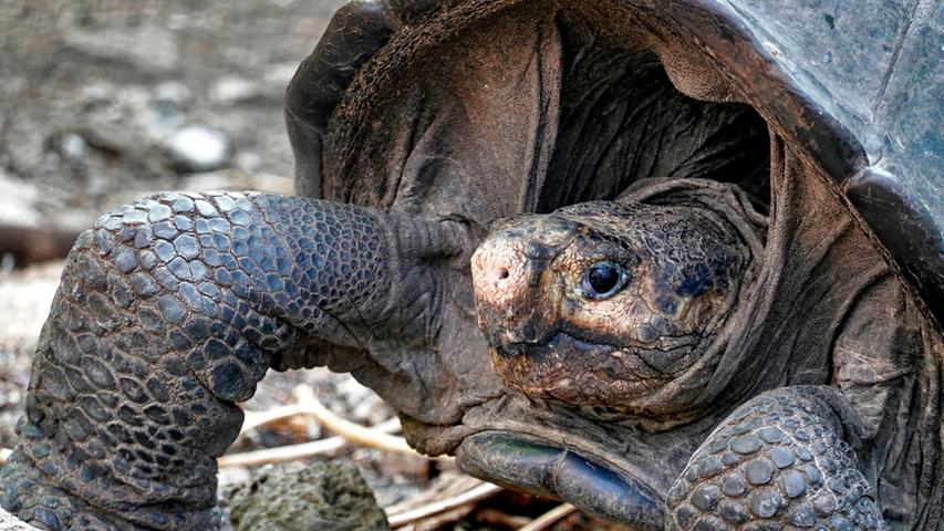 Dicker Panzer, weicher Kern: Seltene Galapagos-Schildkröte entdeckt