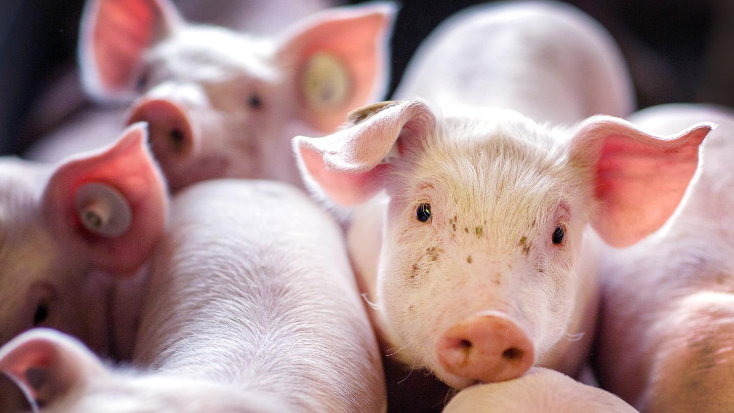 Billigfleisch und Tierschutz: Über die Doppelmoral der Deutschen