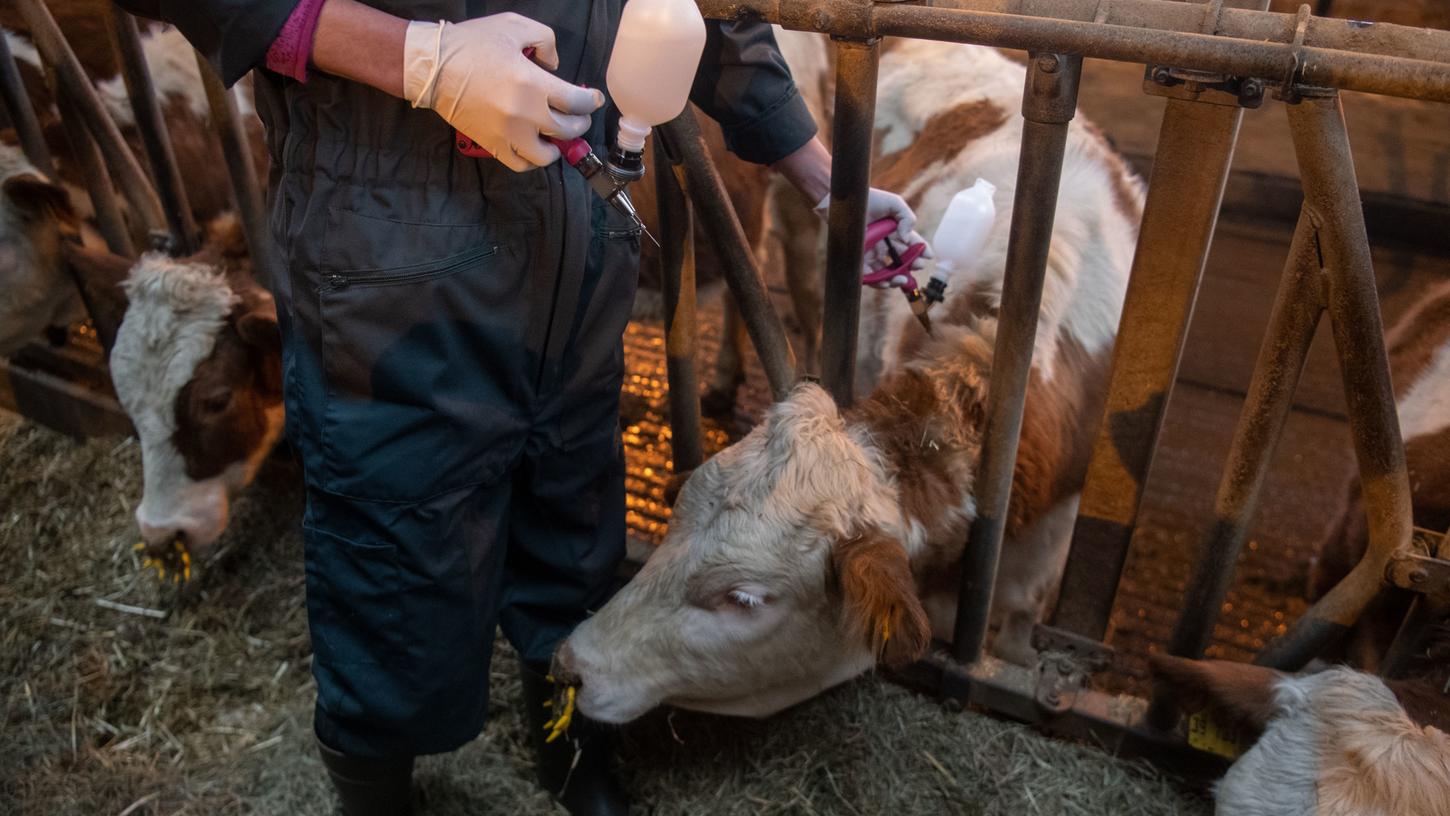 Eine Veterinärin impft beim Auftakt einer Impfaktion ein Rind gegen die Blauzungenkrankheit. Nachdem sich die Blauzungenkrankheit in Baden-Württemberg immer weiter ausbreitet, erfolgt landesweit eine flächendeckende Impfung, insbesondere bei Rindern, Schafen und Ziegen.